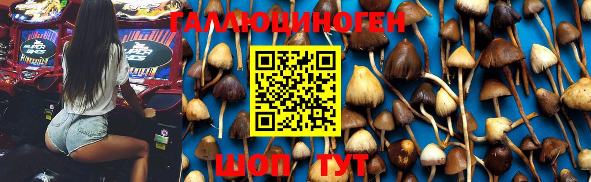 Псилоцибиновые грибы Psilocybe  Вход с VPN  Владикавказ  Галлюциногенные грибы прущие грибы 